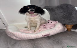 Mixed Breed dogs for sale: Female dog for sale  - Image 3