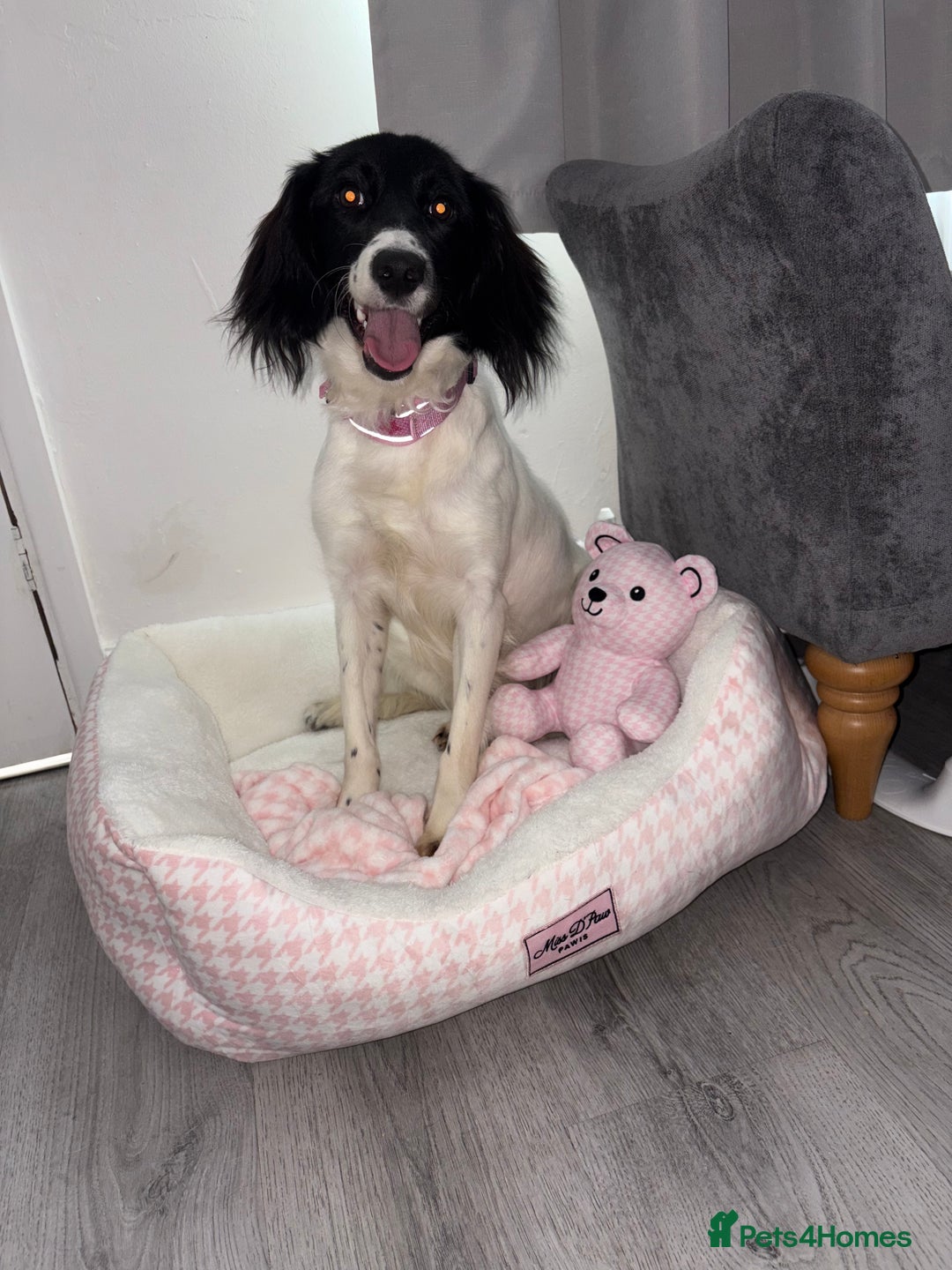 Mixed Breed dogs for sale: Female dog for sale  - Image 3
