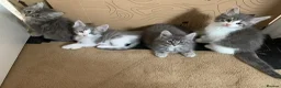 Maine Coon cats for sale: Maine Coon x Persian/Ragdoll Mix - Advert 23