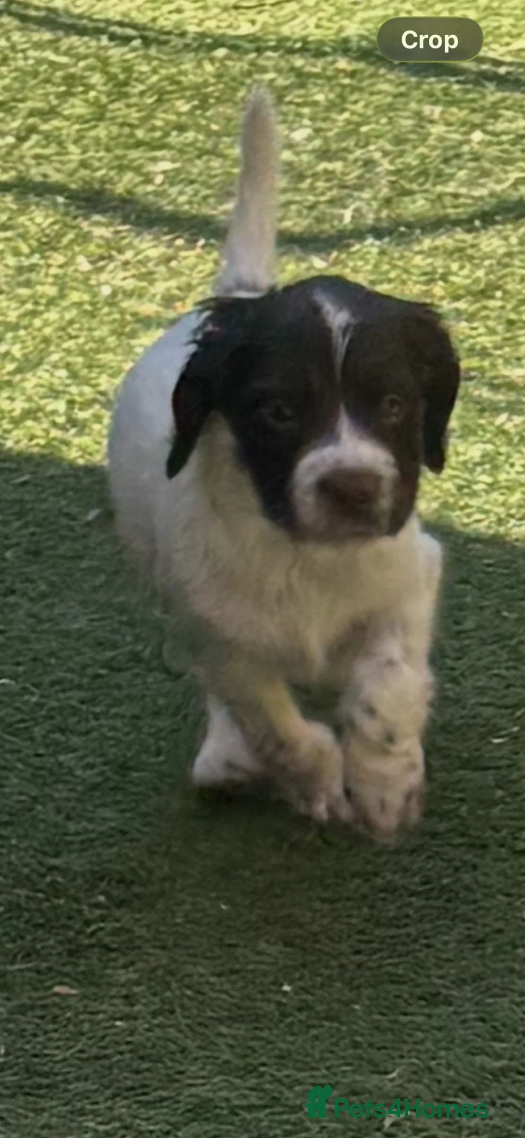 Sprocker dogs for sale: READY FOR 5 STAR HOMES 🏡  - Advert 1