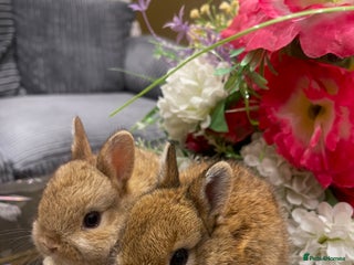 Netherland Dwarf rabbits - Advert 5