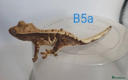 Gecko reptiles for sale: Juvenile Crested Geckos - Image 4