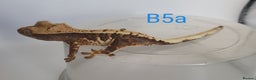 Gecko reptiles for sale: Juvenile Crested Geckos - Advert 4
