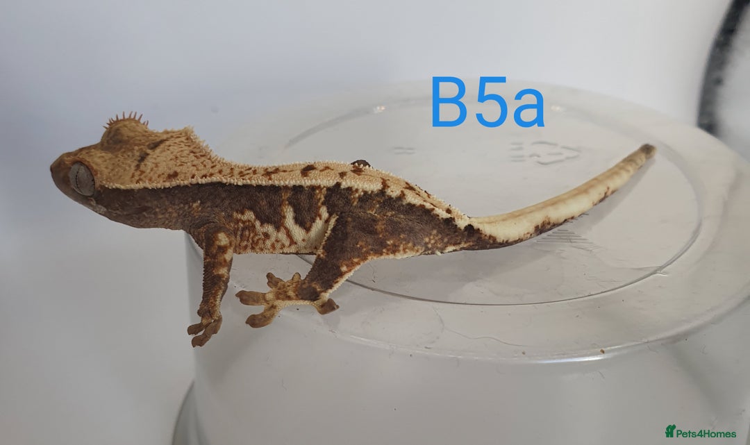 Gecko reptiles for sale: Juvenile Crested Geckos - Image 4