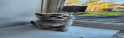 British Shorthair cats for sale: British Shorthair kittens - Advert 5