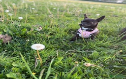 Chihuahua dogs for sale: Stunning Little Short Coat Chihuahuas - Image 19