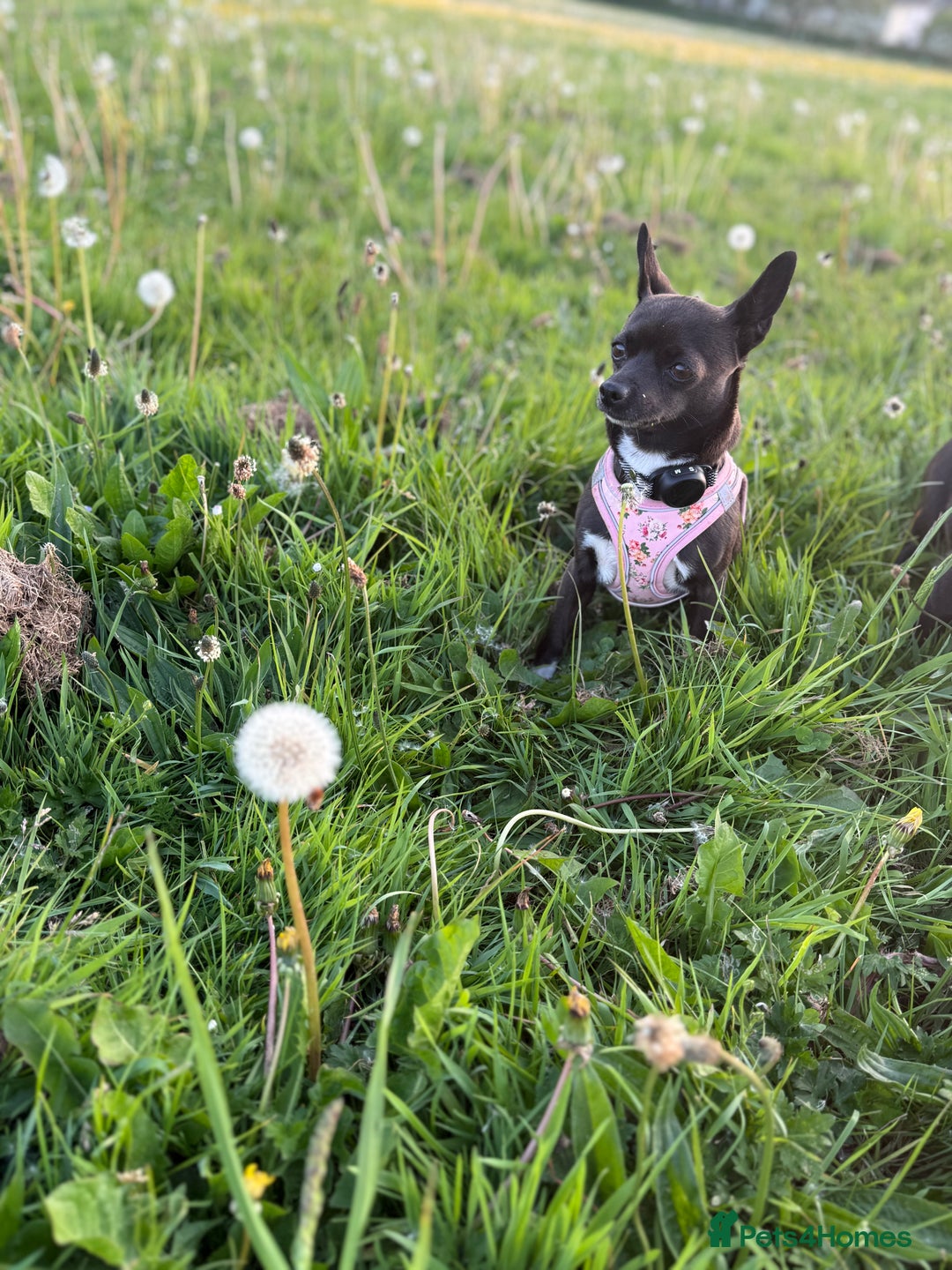 Chihuahua dogs for sale: Stunning Little Short Coat Chihuahuas - Image 19