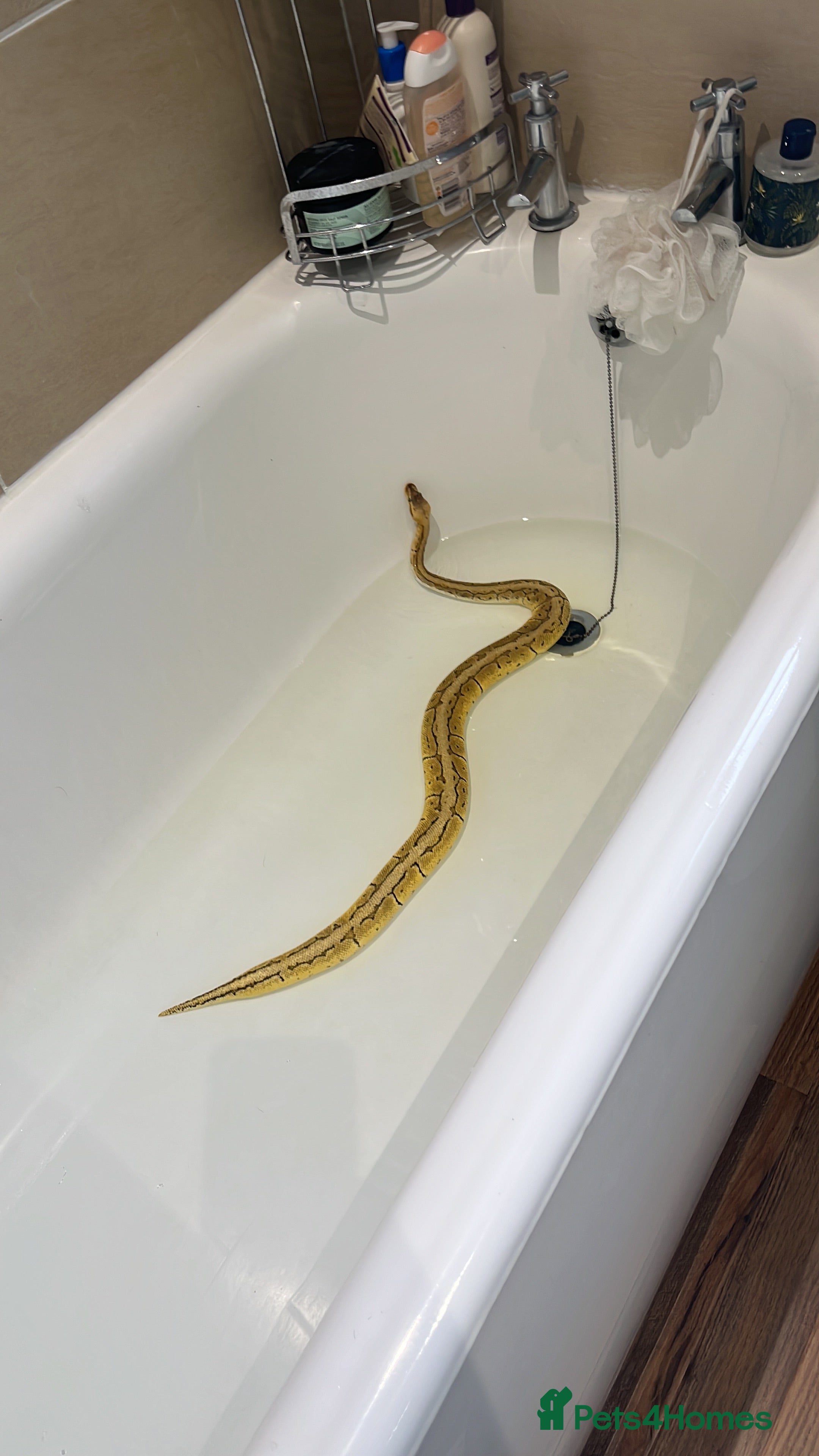 Python Snake reptiles Lemon blast royal python - Advert 21