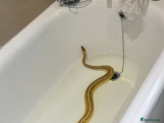 Python Snake reptiles Lemon blast royal python - Advert 10