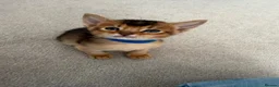 Abyssinian cats for sale: TICA reg one gorgeous Ruddy Aby boy left! - Advert 22