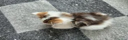 Ragdoll cats for sale: Beautigul anf Fluffy Ragdoll Cross kittens - Advert 24