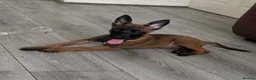 Belgian Shepherd Dog dogs for sale: Belgian malanois pups  - Advert 2
