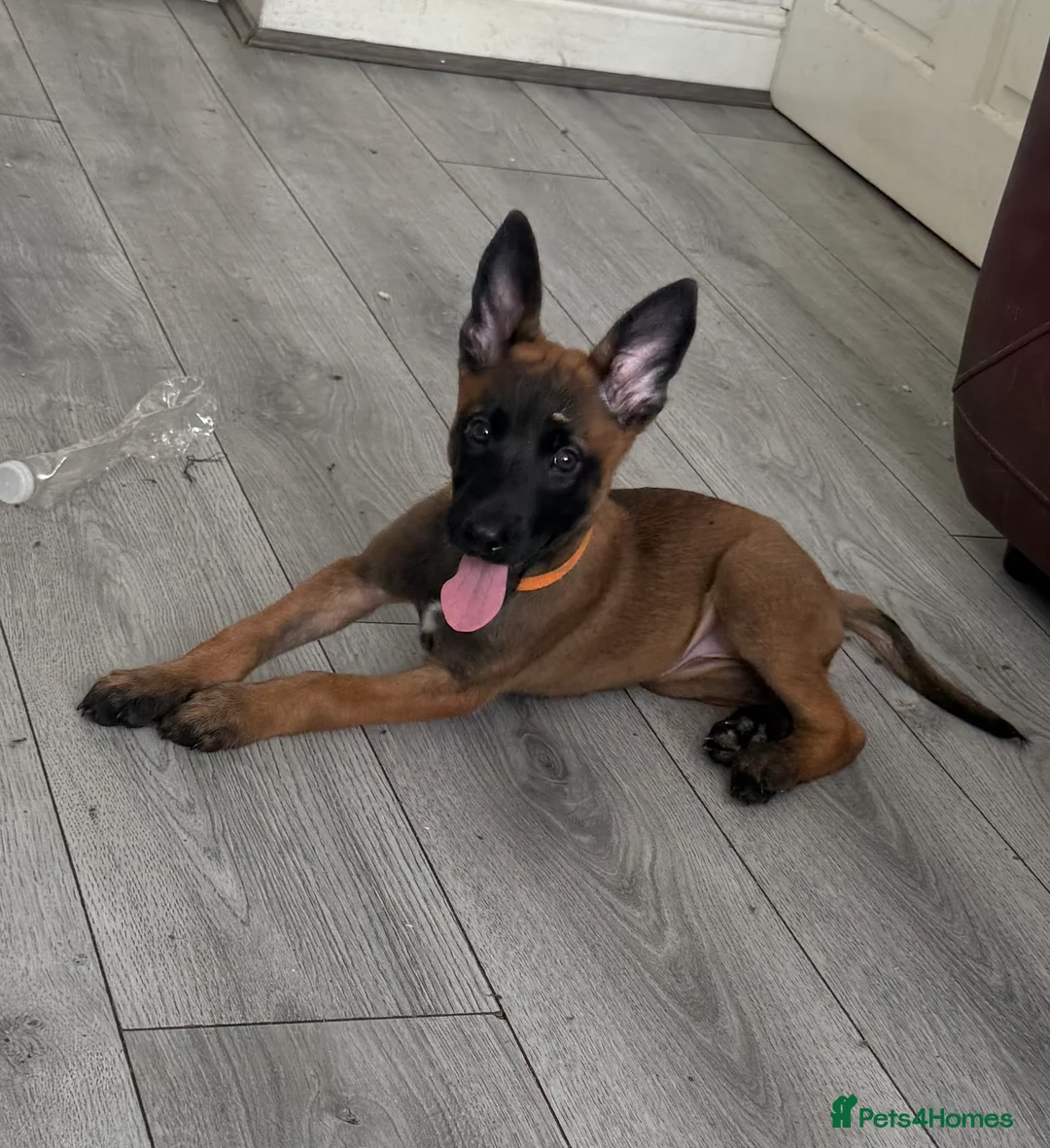 Belgian Shepherd Dog dogs for sale: Belgian malanois pups  - Advert 2
