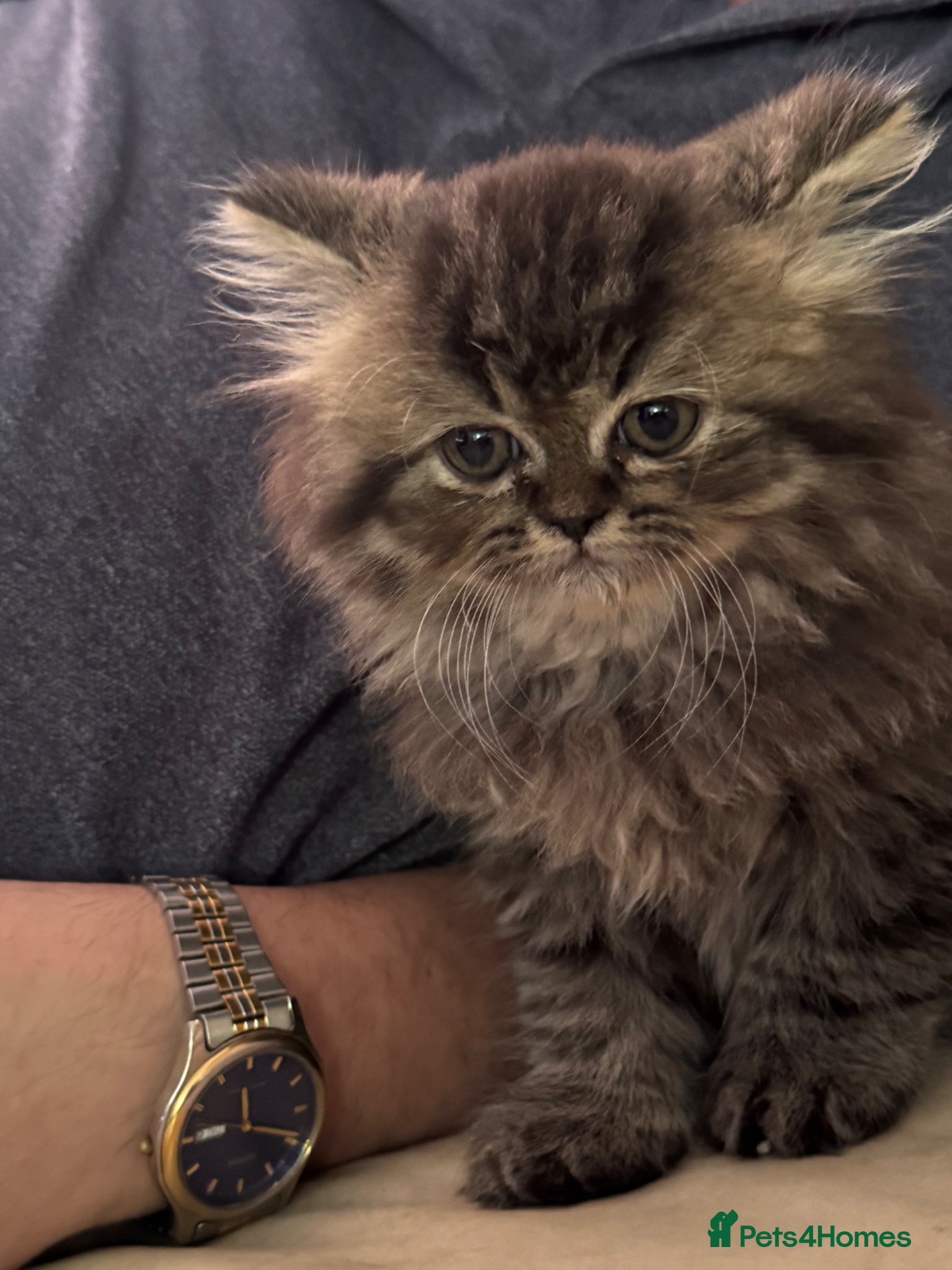 Persian cats for sale: Persian chinchilla  - Advert 8