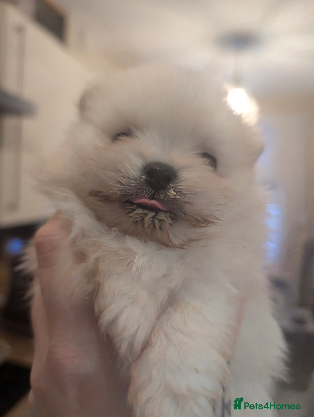 Pomeranian dogs for sale: Beautiful tiny Pomeranian girls  ONE LEFT  - Advert 15