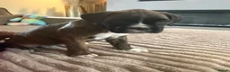Boxer dogs for sale: ALL NOW HAVE DEPOSITS  - Advert 5