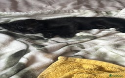 Mixed Breed cats for sale: 3 mixed male kittens for sale - Image 6