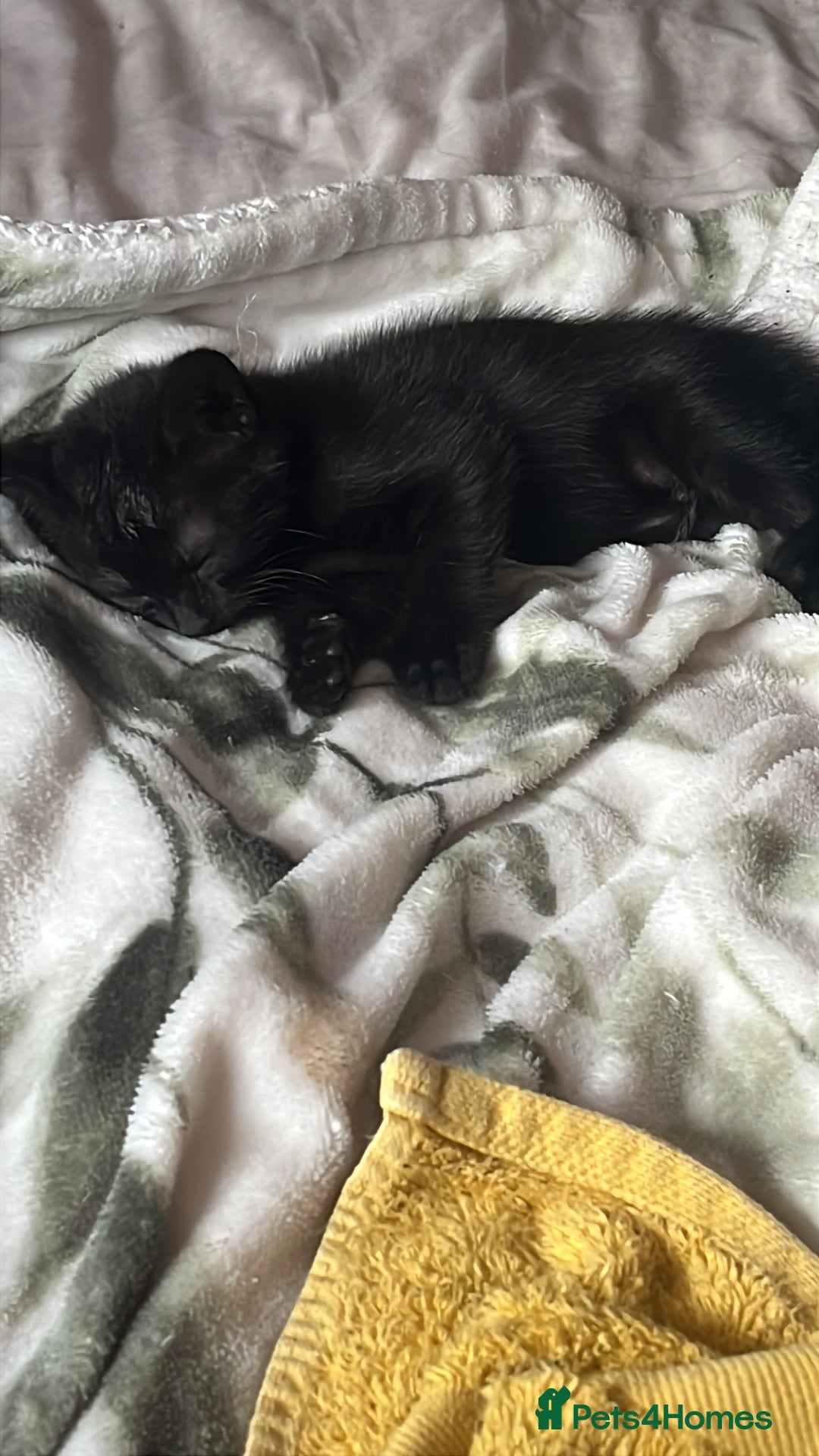 Mixed Breed cats for sale: 3 mixed male kittens for sale - Image 6