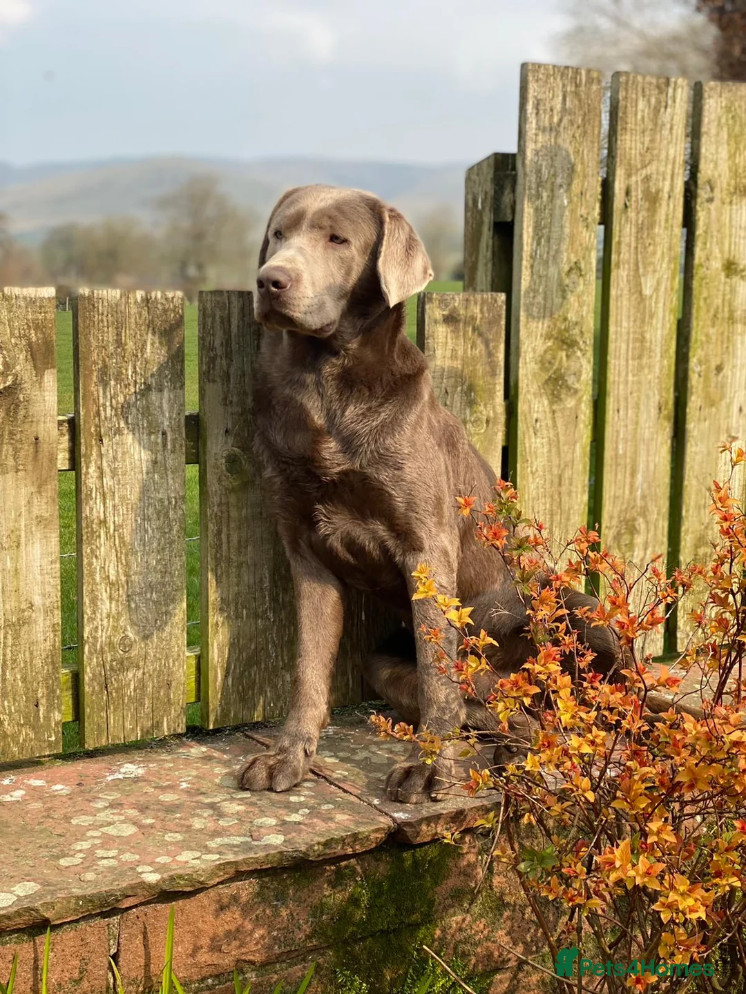 Labrador Retriever dogs for stud: Perfect Well Proven Health Tested Silver Stud in Appleby-in-Westmorland - Advert 9