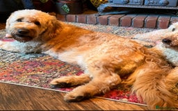 Mixed Breed dogs for sale: Mini Australian Golden Doodles  - Image 10