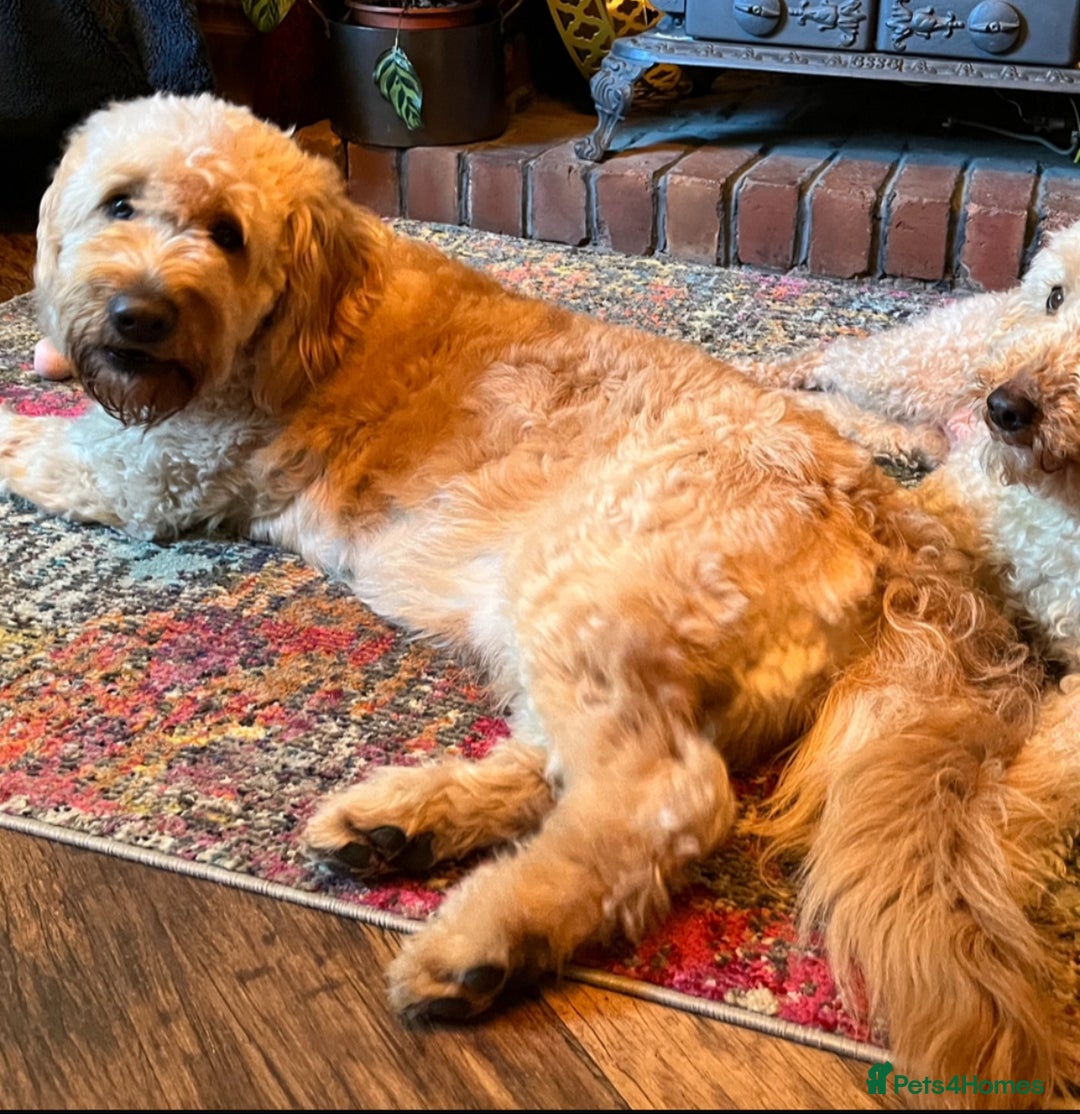Mixed Breed dogs for sale: Mini Australian Golden Doodles  - Image 10
