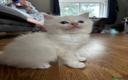 Ragdoll cats for sale: 8 gorgeous ragdoll kitten - Image 6