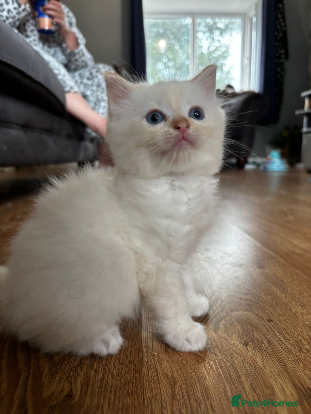 Ragdoll cats for sale: 8 gorgeous ragdoll kitten - Image 6
