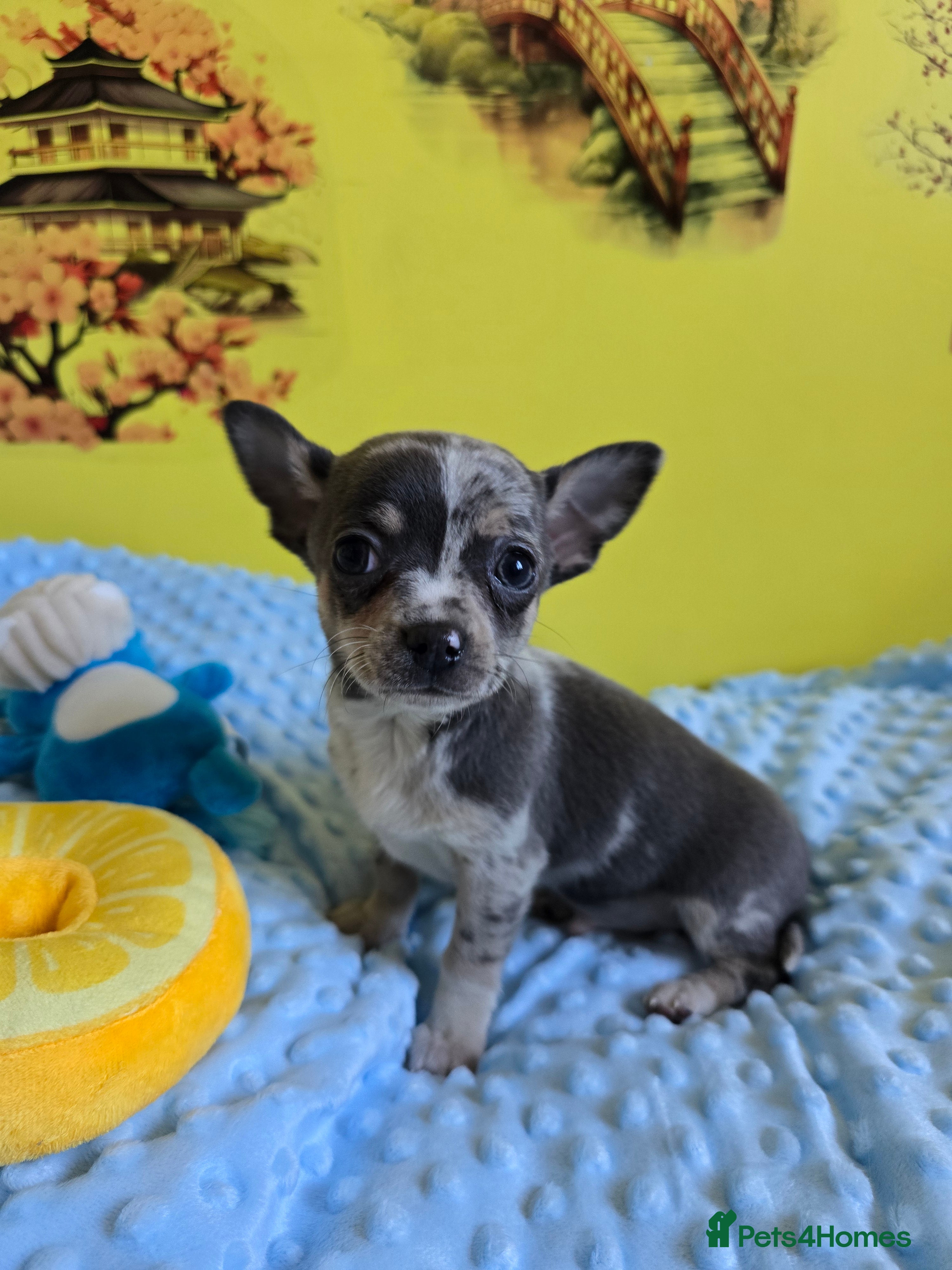 Chihuahua dogs Chihuahua puppies ready now - Advert 11