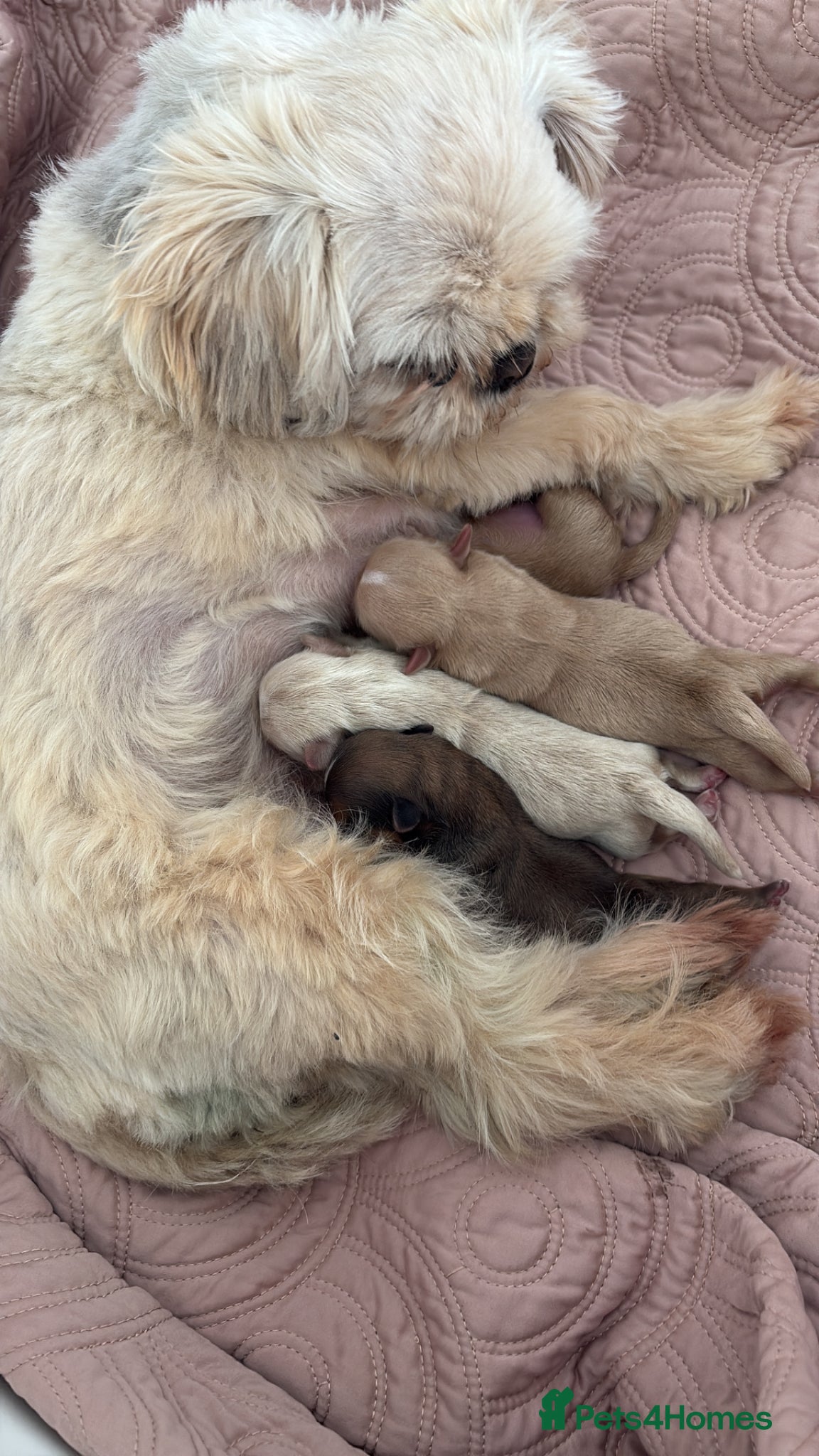 Shih Tzu dogs Imperial Shihtzu  - Advert 4