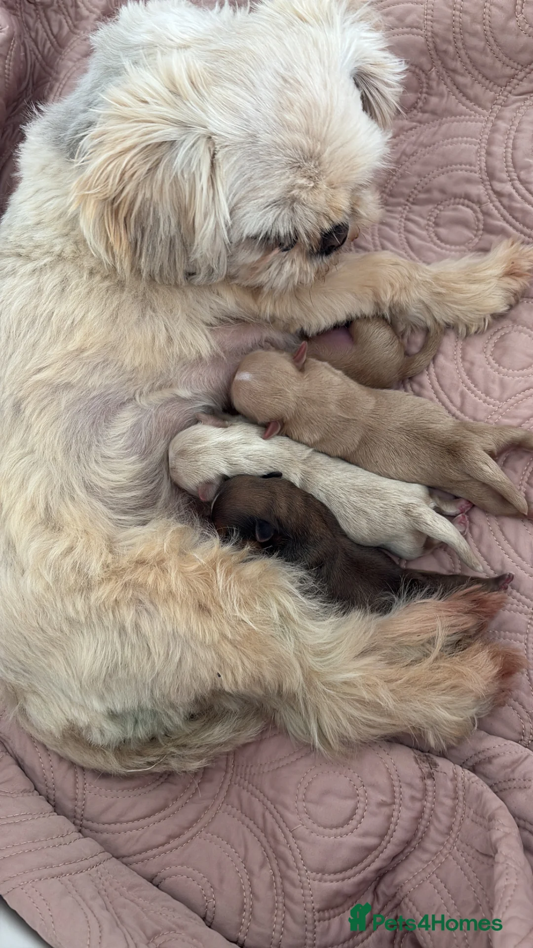 Shih Tzu dogs for sale: Imperial Shihtzu  - Advert 1