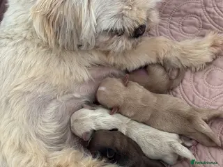 Shih Tzu dogs Imperial Shihtzu - Advert 4