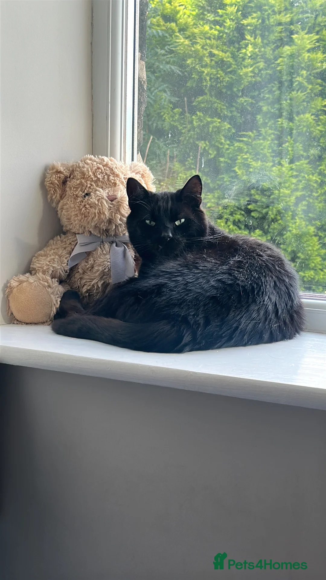 American Shorthair cats for sale: Loving home needed for Bomba  in Hyde - Advert 1