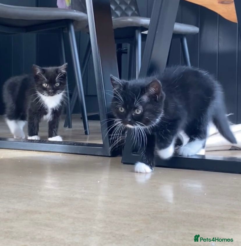 British Longhair cats Beautiful pair of British short hair  - Advert 7