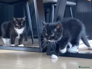 British Longhair cats Beautiful pair of British short hair - Advert 7