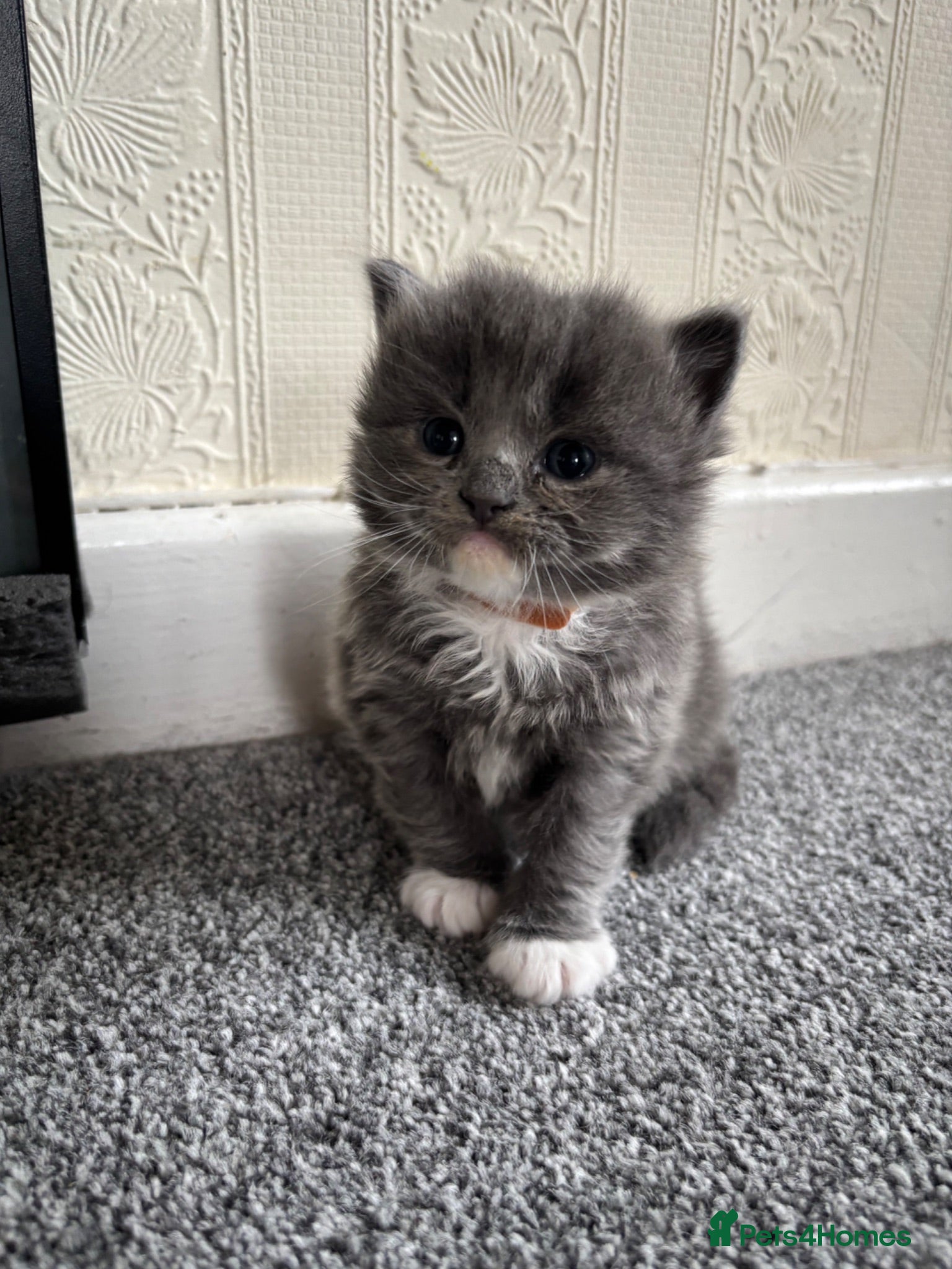 British Shorthair cats Beautiful British shorthair x Ragdoll kittens   - Advert 1