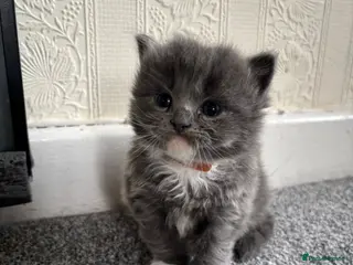 British Shorthair cats Beautiful British shorthair x Ragdoll kittens - Advert 1