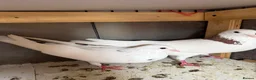 Pigeons birds for sale: Roller and flyer for sale in Dagenham - Advert 3