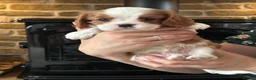 Cavalier King Charles Spaniel dogs for sale: Fully Health Tested Blenheim CKCS Puppies - Advert 16