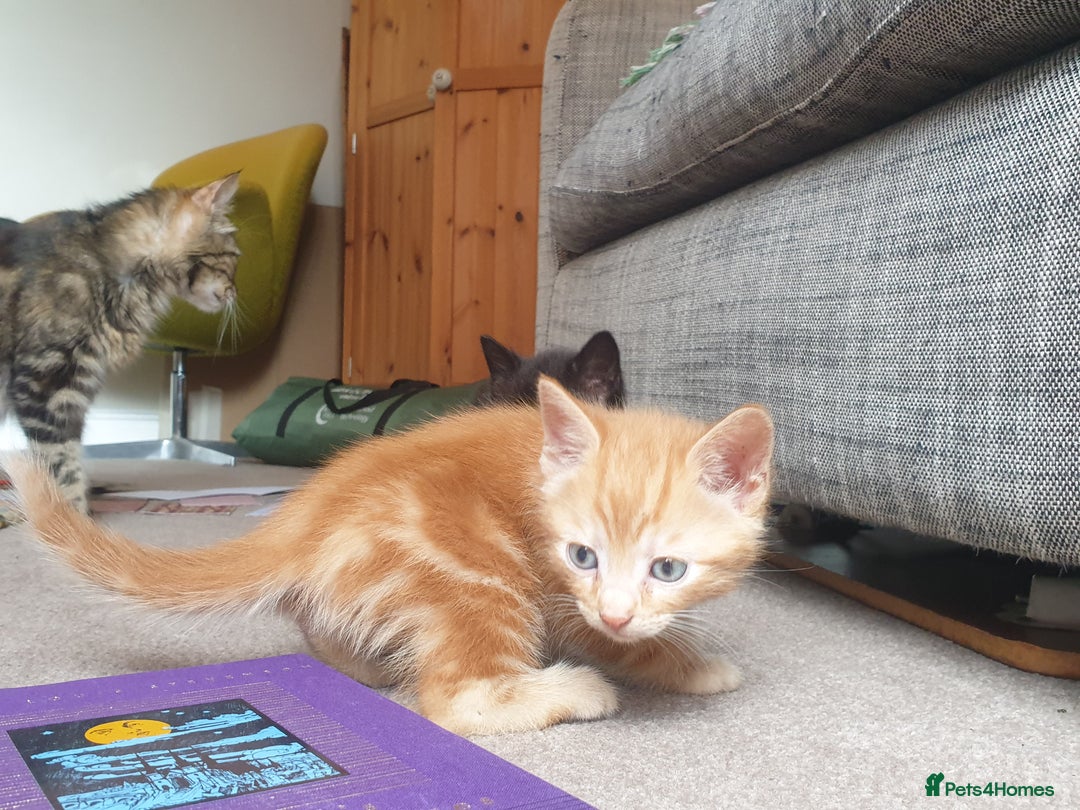 Mixed Breed cats for sale: Adorably beautiful kitten - Image 13