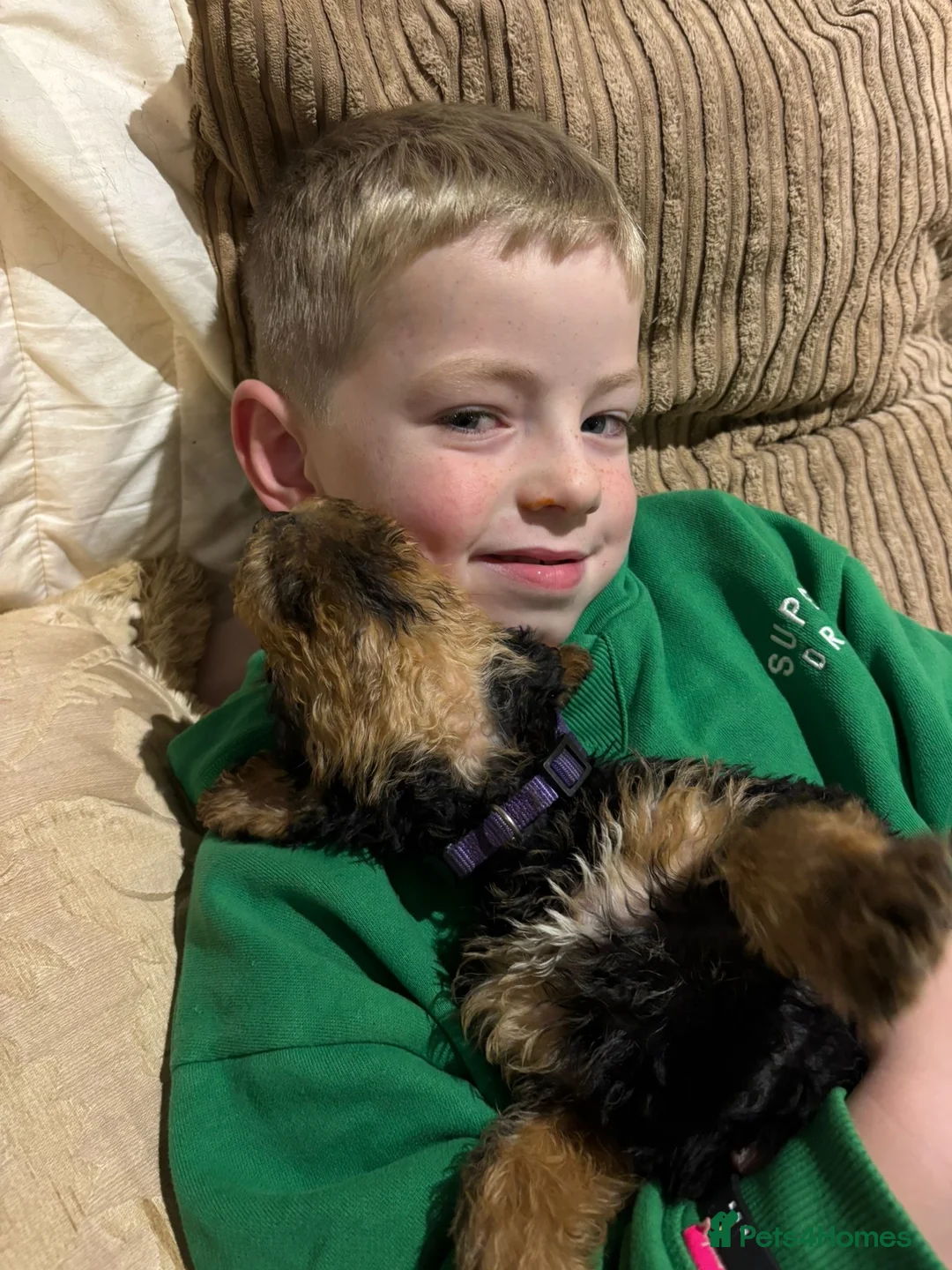 Airedale Terrier dogs for sale: Pure breed Airedale Terriers for sale - Advert 35