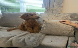 Cavapoo dogs for sale: Cavapoo girl - Advert 2