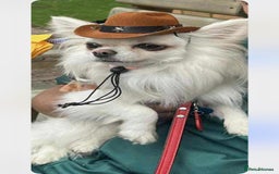 Chihuahua dogs for sale: One left! KC Reg Chihuahua Puppies-  Ready Now - Image 10