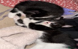 Domestic Shorthair cats for sale: 3 lovely black and white kittens - Image 12