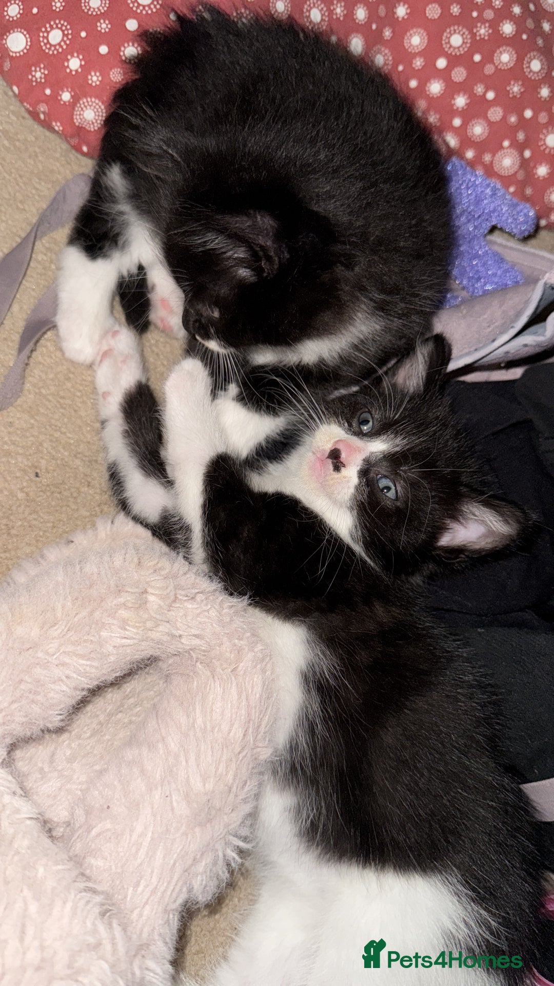 Domestic Shorthair cats for sale: 3 lovely black and white kittens - Image 12
