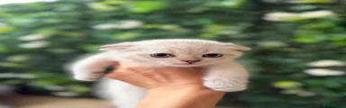 Scottish Fold 6