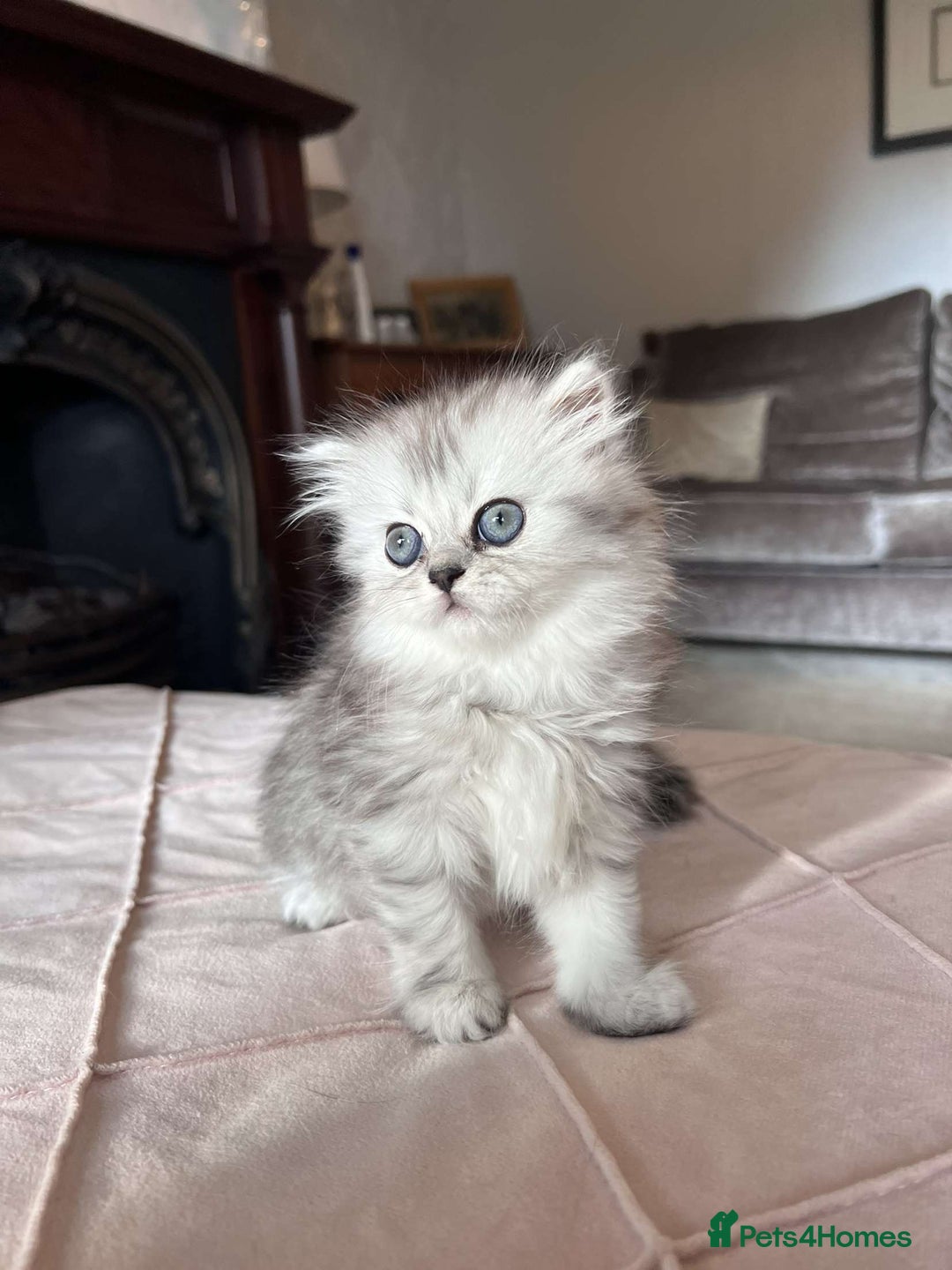 Persian cats for sale: Persian chinchilla x Scottish fold  - Image 2