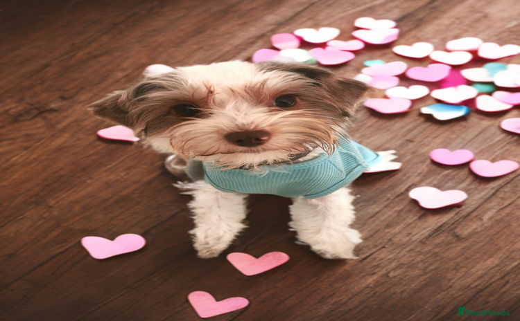 Yorkshire Terrier dogs - Advert 6