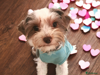 Yorkshire Terrier dogs - Advert 5
