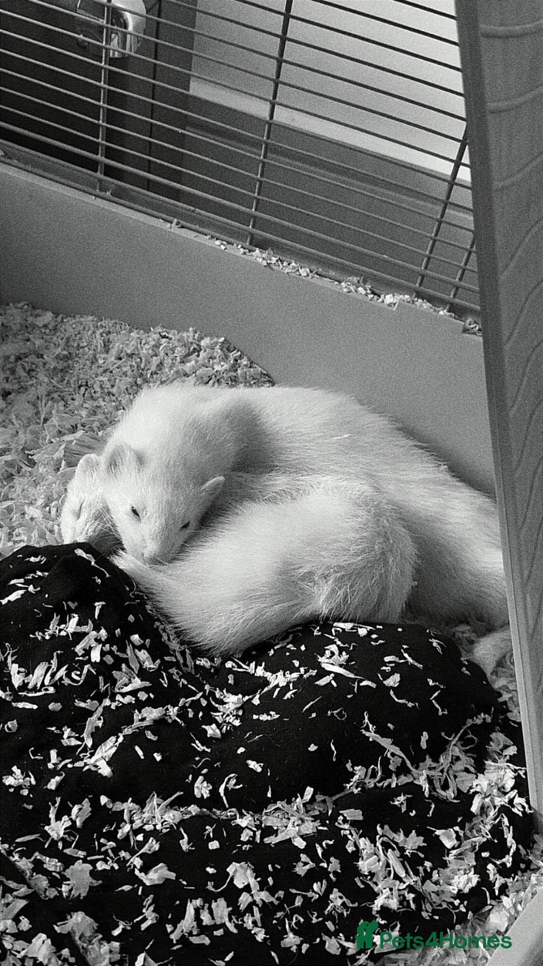 Ferret rodents 2 ferrets and 1 cage - Advert 2