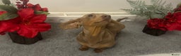 Miniature Dachshund dogs for stud: Flynn ready for stud services - Advert 3